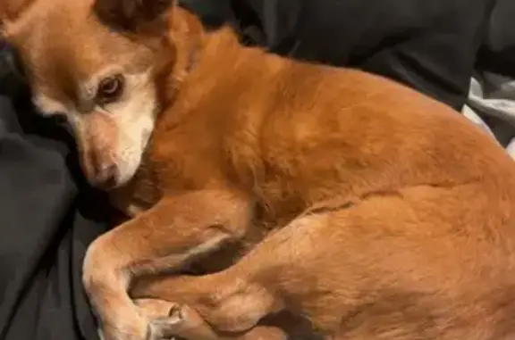 Lost dog, Boulevard, 211, Monroe, Panama City — female, brown, small - photo
