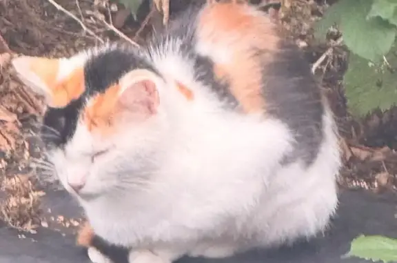 Found cat, female, MacDonald Avenue, 21, Farnworth - very timid - photo