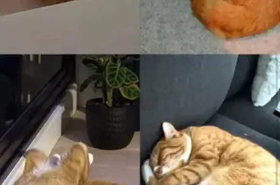Lost pets Yarra, photo: Lost cat male, Hallenstein Street, 2, Maribyrnong City, Yarra - ginger and white with a white dot on his nose