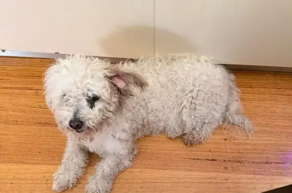 Lost pets Melbourne, photo: Lost dog, Nunawading, Victoria, Melbourne - female white poodle, 16 years old