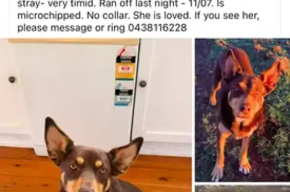 Lost dog, Goondiwindi, Queensland, Southern Downs — female, timid, no collar - photo