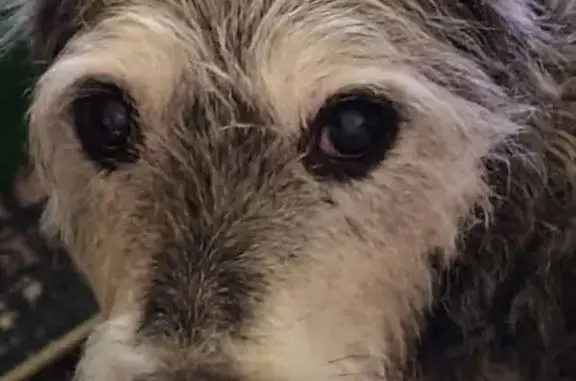 Lost dog, Butters Street, 44, Latrobe, Morwell - female, scruffy, flea collar - photo