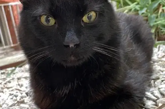 Chat trouvé Toulouse, photo: Chat trouvé, Rue de la Concorde, 35, Toulouse — noir, poils mi-longs, yeux verts
