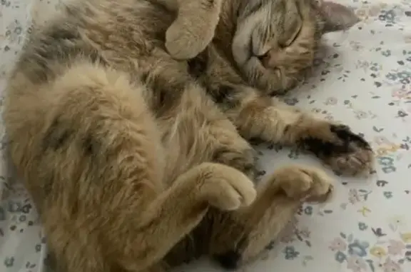 Lost cat, Leonard Street, 302, Syracuse - female, friendly, pink paws - photo