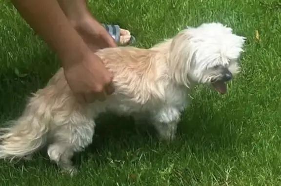 Lost dog, Germay Court, 41, Little Rock - female, small white, poor vision and hearing - photo