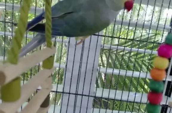 Lost bird Female, Sandstone Po...