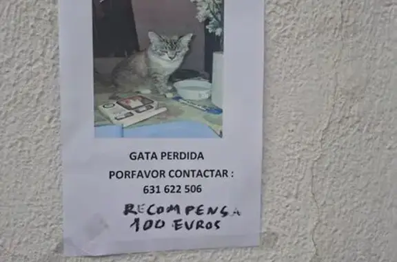 Perdido gato, Carrer de Floridablanca, l'Hospitalet de Llobregat, Esplugues de Llobregat - atigrado, de pelo largo y muy cariñoso - photo