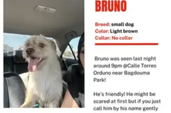 Lost dog, 52nd Avenue, 84743, Coachella - male, very friendly - photo