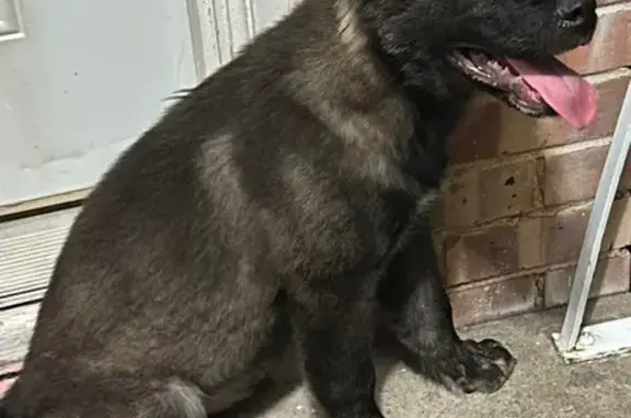Found dog Irving, photo: Found dog, Standish Drive, 2326, Irving — female, dark brown German Shepherd, 4-5 months old