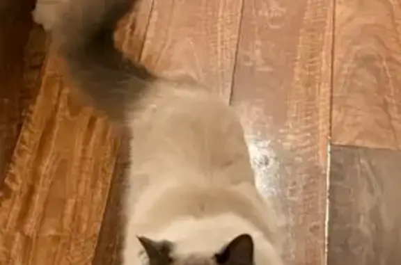 Lost pets Ryde, photo: Lost cat, Mirool Street, 33, Ryde - male, white ragdoll, 7 yrs old