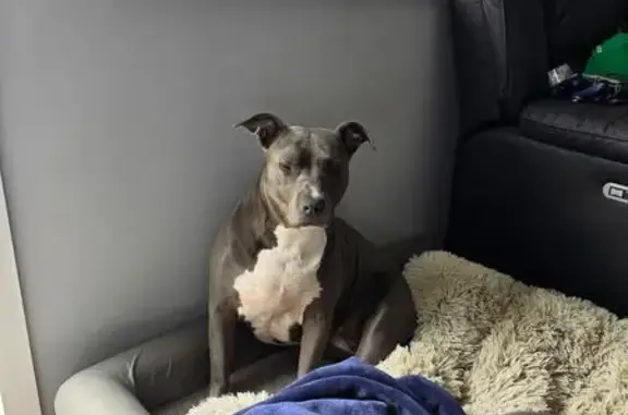 Lost dog, Kings Road, 93, Brimbank - female staffy with a gold chain - photo