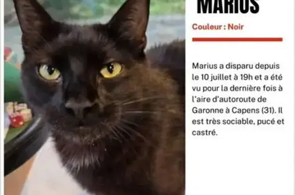 Chat perdu mâle, aire d’autoroute de Garonne, Longages - pucé et castré - photo