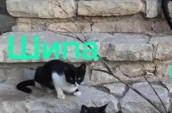 Perdido gato hembra, Carrer de les Paulines, 15, Mutxamel, San Vicent del Raspeig — salvaje y no se deja tocar - photo