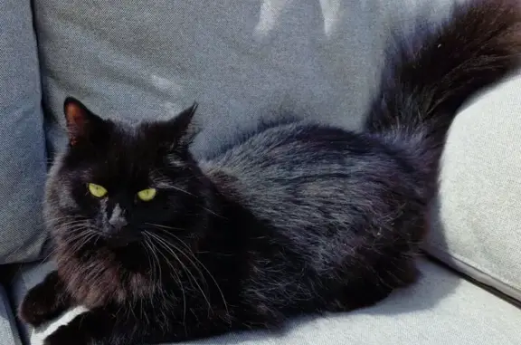 Lost cat, Cemetery Road, Houghton Regis - black semi long-hair male, amber eyes - photo