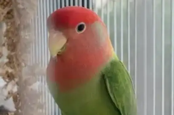 Trouvée oiseau, Chelles - vert avec tache pêche - photo