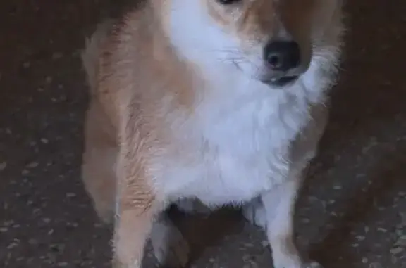 Perdido perro masculino, Polígono Industrial, 7C, Ontinyent — shiba inu pequeño, 9 kg, con chip - photo