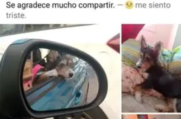 Perdido perro hembra, Palma, Islas Baleares, Sama - cachorro mestiza pequeña - photo