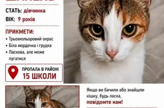 Зникла кішка, Польова вулиця, 55, Біла Церква — триколірна, білий животик - photo