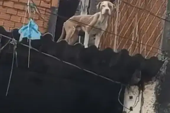 Encontrado cachorro macho, Rua...