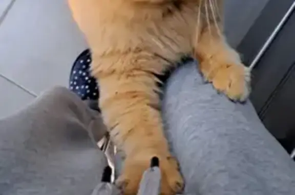 Chat perdu mâle, Saint-Étienne-de-Fontbellon, Choisy-le-Roi - pucé, sociable et craintif - photo