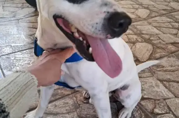 Encontrado cachorro macho, Rua...