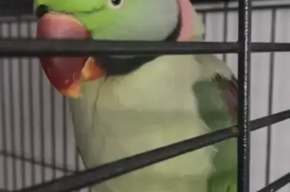 Lost and found pets Australia, photo: Found bird, Twyford Avenue, 25, Canterbury-Bankstown Council, Mascot — male, big bolt around leg with ID letters/numbers