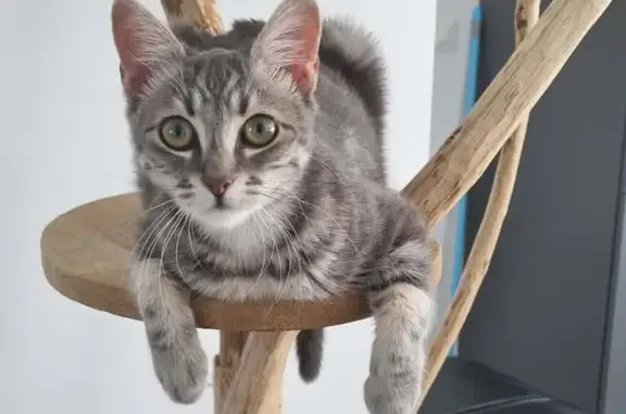 Chat perdu, Nantes, photo: Perdu chat femelle, Allée des Seringas, 1, Saint-Étienne-de-Montluc, Nantes - tigrée grise, stérilisée et pucée