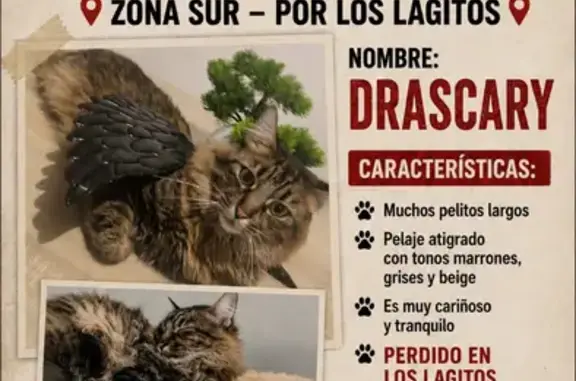 Perdido gato masculino, Plaza de José Ramón Fernández-Lira, Jerez de la Frontera - angora gris, castrado - photo
