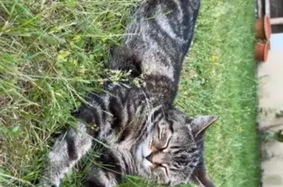 Chat perdu, Rue des Chauffaux, 14D, Breteil - femelle tigrée - photo