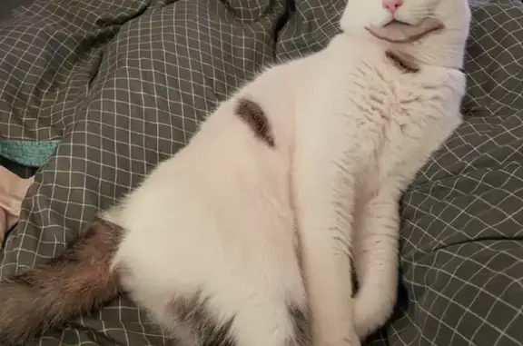 Chat perdu mâle, Rue des Monceaux, 18, Bagneux - très grand, yeux noisettes - photo