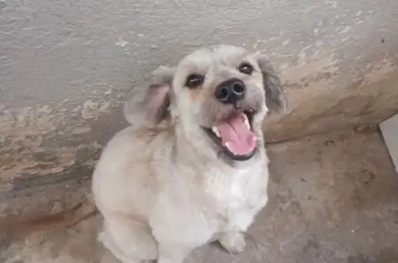 Encontrado cachorro macho, Rua...