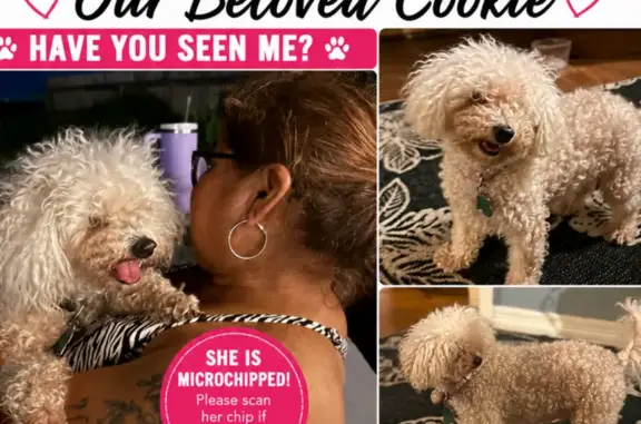 Lost and found pets Houston, photo: Lost dog, female, Melbourne Street, 4113, Houston — white and beige poodle with a pink collar