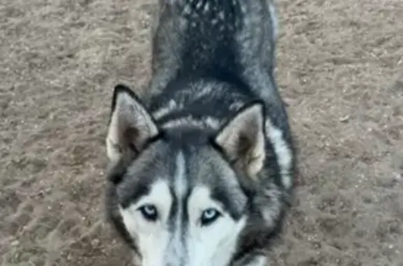 Lost dog, Coventry Circle, 9011, El Paso - male, black and white husky with blue eyes - photo