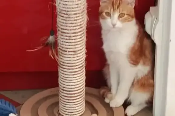 Chat perdu femelle, Rue de Maule, Bazemont, Paris - petit gabarit, pucée - photo