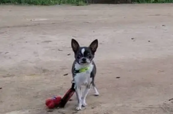 Perro perdido, Calle Virgen de las Nieves, 17, El Aral, La Rinconada - chihuahua mayor y asustadizo - photo