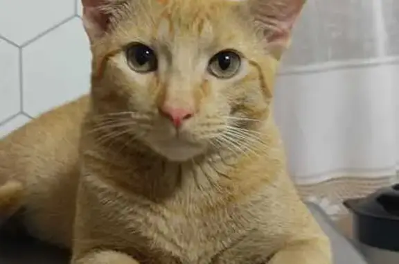 Perdido gato macho, Rua Maria Lúcia, Rondônia — pelagem amarela, nariz rosa com sardas - photo