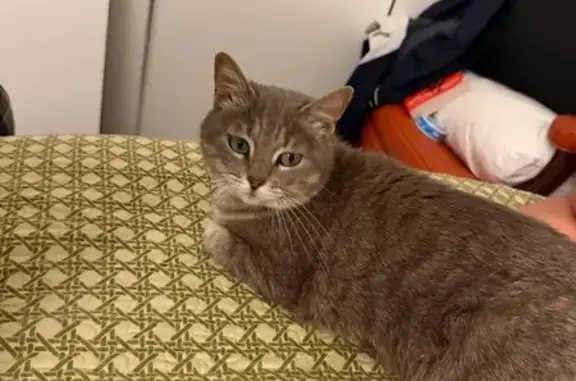Lost cat, Rountree Drive, 2206, Austin - female - teal collar - photo