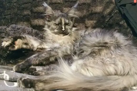 Perdu chat femelle, Rue Gustave Noblemaire, Dijon - Maine Coon sans collier - photo