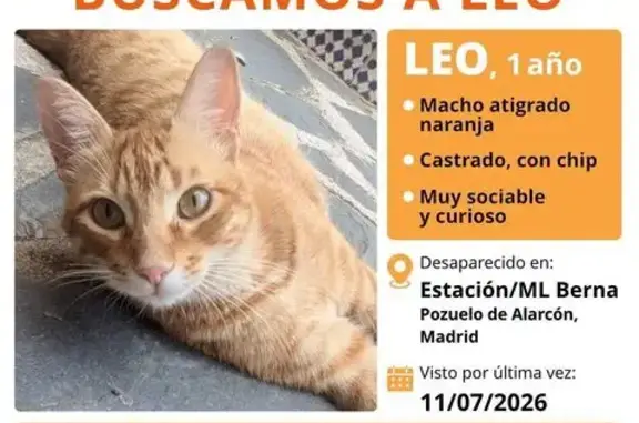 Gatos perdidos, Pozuelo de Alarcon, foto: Perdido gato macho en Calle Neptuno, Pozuelo de Alarcón - atigrado naranja, castrado y con chip