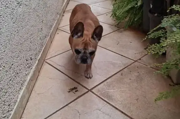 Encontrado cachorro fêmea no I...
