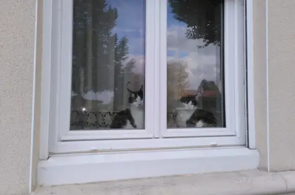 Chat perdu, Rue du 11 Novembre, 108, Isbergues - mâle castré, noir et blanc - photo