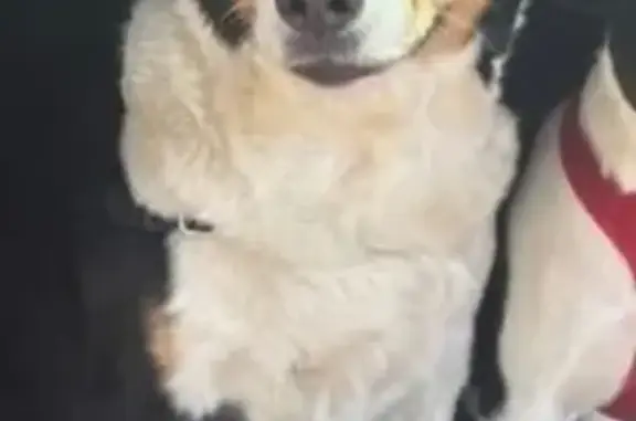 Lost dog, female, Rock Port, Missouri, Rock Port - tricolor black, white, and brown - photo