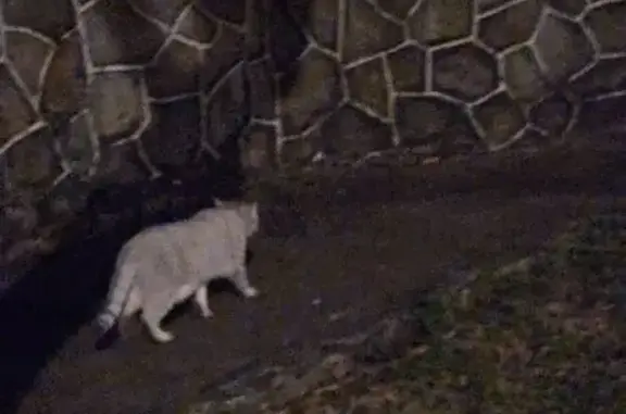 Found cat Sengkang, photo: Found cat, Thomson Heights, 29, Sengkang — female, white and grey, seems pregnant