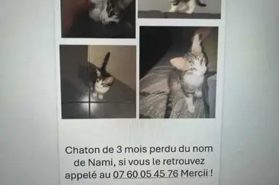 Chat perdu, Marseille, photo: Chat perdu, femelle, Chemin de Gibbes, 103A, Marseille - chaton de 3 mois