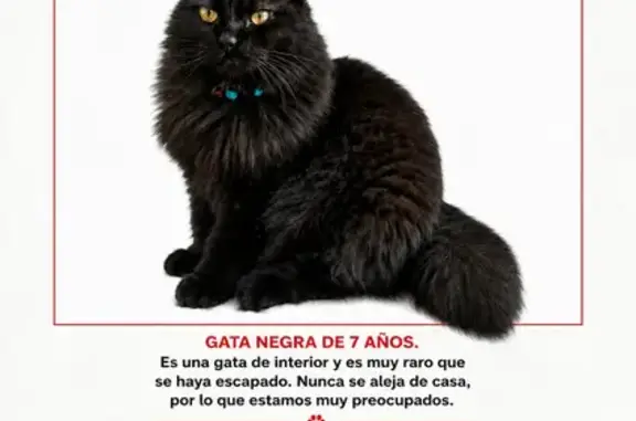 Perdido gato hembra, Carrer del Crom, L'Hospitalet de Llobregat, Boadilla del Monte - photo