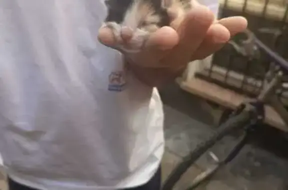 Gato encontrado Alcazar de San Juan, foto: Encontrado gato en Cájar, Andalucía, Alcazar de San Juan - dos gatitos con los ojos cerrados