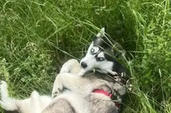 Chien perdu, La Gardette Sud, 34, Lormont, Paris - femelle, peureuse - photo