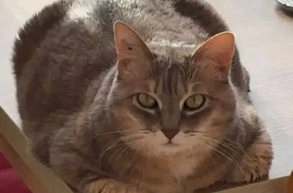 Chat perdu femelle, Boulevard Victor Hugo, 6, La Tour-du-Pin, Lyon - stérilisée, tatouée - photo