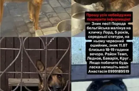 Зникла собака, Лісозахисний провулок, 5, Харків - photo