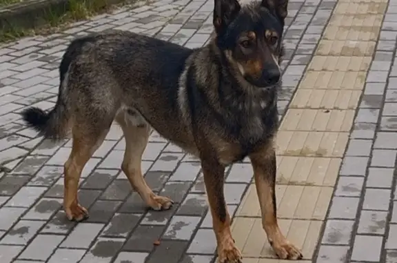 Знайдено собаку Лисиничі, фото: Знайдена собака, Гайдамацька вулиця, Лисиничі